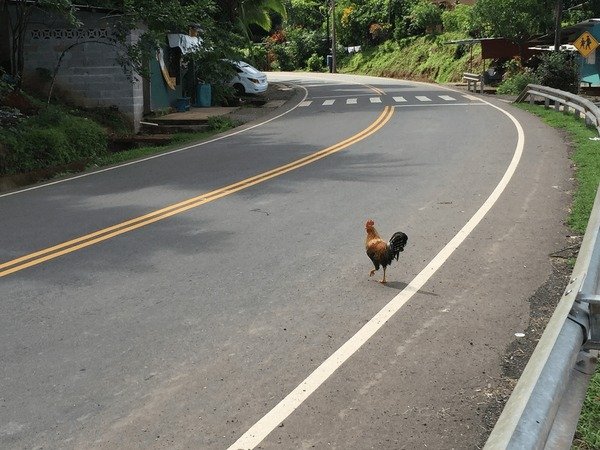 Explore chicken road oficial